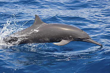 Central American Spinner Dolphin, Stenella longirostris centroamericana, porpoising, Costa Rica, Pacific Ocean.