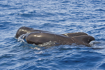 Short-finned Pilot Whales, Globicephala macrorhynchus, surfacing, Costa Rica, Pacific Ocean.