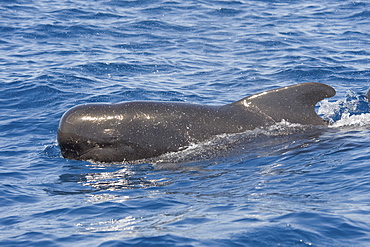 Short-finned Pilot Whale, Globicephala macrorhynchus, surfacing with it's mouth & eye visible, Costa Rica, Pacific Ocean.