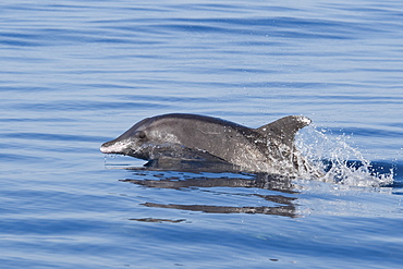 Rough-toothed Dolphin, Steno bredanensis, surfacing, Costa Rica, Pacific Ocean. This species can be identified by itÃ­s sloping forehead & white Ã«lipsÃ«.