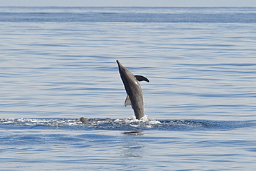 Rough-toothed Dolphin, Steno bredanensis, breaching, Costa Rica, Pacific Ocean.