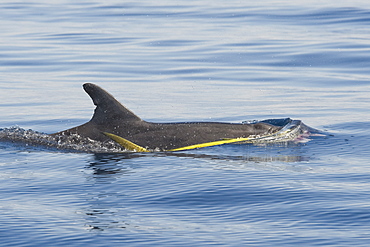 Rough-toothed Dolphin, Steno bredanensis, surfacing with a Dorado, Coryphaena hippurus, in itÃ­s mouth, Costa Rica, Pacific Ocean. This species of Dolphin is known to prey on large fish such as Dorado.