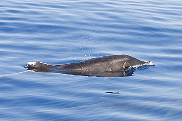 Rough-toothed Dolphin, Steno bredanensis, surfacing, Costa Rica, Pacific Ocean. 