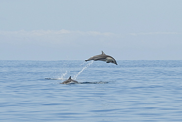 Short-beaked Common Dolphin, Delphinus delphis, breaching, Costa Rica, Pacific Ocean.