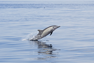 Short-beaked Common Dolphin, Delphinus delphis, porpoising, Costa Rica, Pacific Ocean.