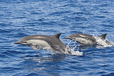 Short-beaked Common Dolphins, Delphinus delphis, porpoising, Costa Rica, Pacific Ocean.