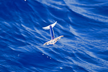 Flying Squid Species in mid-air, roughly 100 nm North of Tristan Da Cunha, South Atlantic Ocean. Flying Squid use membranes between their tentacles (visible on pic) & two fins at the rear of the mantle to glide through the air in a similar way to flying fish. 