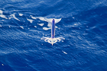 Flying Squid Species in mid-air, roughly 100 nm North of Tristan Da Cunha, South Atlantic Ocean. Flying Squid use membranes between their tentacles (visible on pic) & two fins at the rear of the mantle to glide through the air in a similar way to flying fish. 