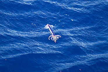 Flying Squid Species in mid-air, roughly 100 nm North of Tristan Da Cunha, South Atlantic Ocean. Flying Squid use membranes between their tentacles (visible on pic) & two fins at the rear of the mantle to glide through the air in a similar way to flying fish. 