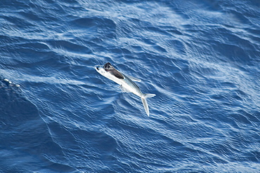 Flying Fish Species in mid-air, off Ascension Island, South Atlantic Ocean. 