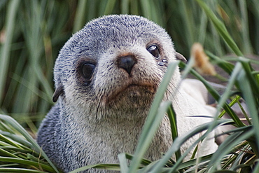 Antarctic Fur Seal pup, Arctocephalus gazella, portrait, South Georgia, South Atlantic Ocean.