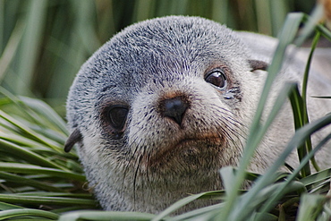 Antarctic Fur Seal pup, Arctocephalus gazella, portrait, South Georgia, South Atlantic Ocean.