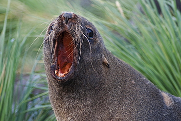 Antarctic Fur Seal, Arctocephalus gazella, roaring, South Georgia, South Atlantic Ocean.