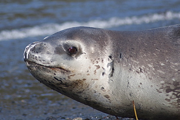 Leopard Seal, Hydrurga leptonyx, more commonly seen hauled out on ice further South, this is a rare sighting on a South Georgia beach, South Atlantic Ocean