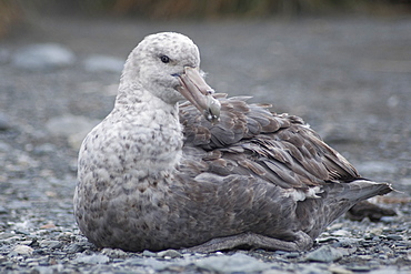 Southern Giant Petrel, Macronectes giganteus, South Georgia, South Atlantic Ocean.