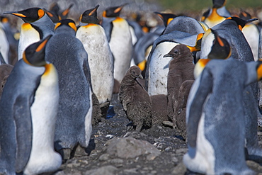 King Penguin chick, Aptenodytes patagonicus, amongst colony, Salisbury Plain, South Georgia, South Atlantic Ocean.