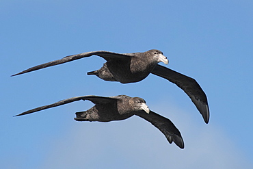 Southern Giant Petrels, Macronectes giganteus, flying in unison, Gough Island, South Atlantic Ocean. 