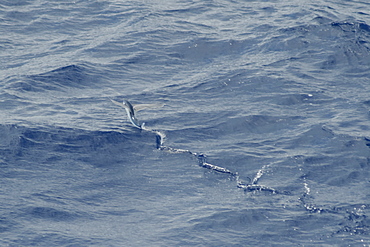 Flying Fish Species, note the trail on the surface of the water made by its tail, South Atlantic Ocean.