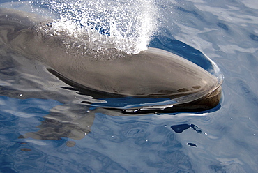 False Killer Whale (Pseudorca Crassidens). Azores, North Atlantic