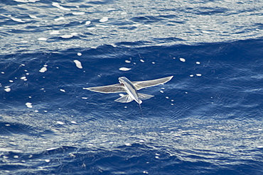 Flying Fish Species, scientific name unknown, South Atlantic Ocean.