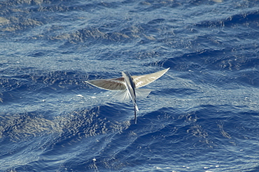 Flying Fish Species in mid air, scientific name unknown, South Atlantic Ocean.