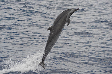 Pantropical Spotted Dolphin, Stenella attenuata, breaching with small Remora attached, Island of Saint Helena, South Atlantic Ocean.