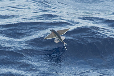 Flying Fish Species in mid air, scientific name unknown, South Atlantic Ocean.