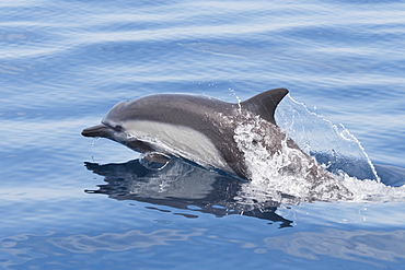 Short-beaked Common Dolphin, Delphinus delphis, surfacing, Costa Rica, Pacific Ocean.