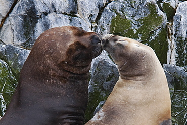 Male and Female South American Sea Lions, Otaria flavescens/byronia, nuzzling, Beagle Channel, Argentina, South America.