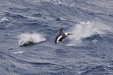 Hourglass Dolphin, Lagenorhynchus cruciger, Male Dolphin breaching at great speed, Drake Passage, Southern Ocean. Males of this species can be identified by the huge hooked dorsal fin and post-anal keel.