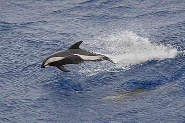 Hourglass Dolphin, Lagenorhynchus cruciger, Female Dolphin porpoising, Drake Passage, Southern Ocean. Females of this species can be identified by the smaller less-hooked dorsal fin and the lack of a post-anal keel.