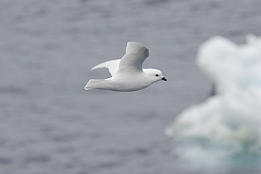 Snow Petrel, Pagodroma nivea, flying above icebergs, Weddell Sea, Antarctica.