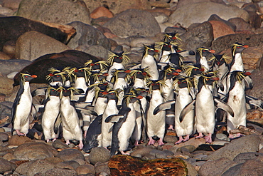 Northern Rockhopper Penguins, Eudyptes moseleyi, endangered, endemic to the Tristan Da Cunha island group, taken from a Zodiac at Gough Island (landing is not allowed on Gough Island itself), South Atlantic Ocean.