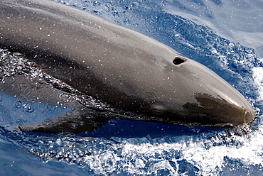 False Killer Whale (Pseudorca Crassidens). Azores, North Atlantic