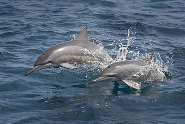 Hawaiian/Grays Spinner Dolphins (Stenella longirostris) adult animals porpoising. Maldives, Indian Ocean.