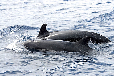 False Killer Whale (Pseudorca Crassidens). Azores, North Atlantic