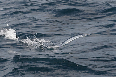 Needle Fish Species (scientific name unknown) unusual, leaping to avoid a predator, note the trail on the surface of the water made by its tail. Maldives, Indian Ocean.