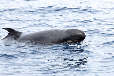 False Killer Whale (Pseudorca Crassidens). Azores, North Atlantic