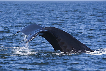 Humpback Whale (Megaptera novaeangliae) adult animal fluking. Monterey, California, Pacific Ocean.