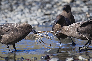 Subantarctic Skua (Stercorarius antarcticus) fighting over carcass. Salisbury Plain, South Georgia, South Atlantic Ocean.