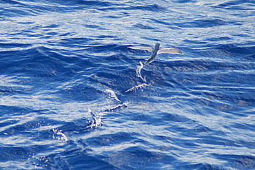 Flying Fish Species (scientific name unknown) rare unusual image, in mid-air. South Atlantic Ocean. MORE INFO: Note the trail on the surface of the water made by its tail.