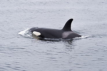 Killer Whale/Orca (Orcinus orca) probably sub-adult Male surfacing. Monterey, California, Pacific Ocean.