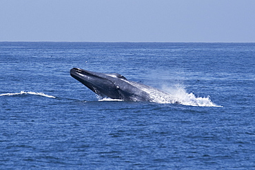 Blue Whale (Balaenoptera Musculus) breaching, extremely rare unusual image. Monterey, California, Pacific Ocean. MORE INFO: This Blue Whale was engaging in courting/fighting behaviour with another Blue Whale. Both animals were moving much faster than normal, chasing each other, & breaching repeatedly.