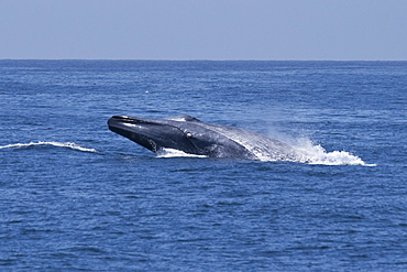 Blue Whale (Balaenoptera Musculus) breaching, extremely rare unusual image. Monterey, California, Pacific Ocean. MORE INFO: This Blue Whale was engaging in courting/fighting behaviour with another Blue Whale. Both animals were moving much faster than normal, chasing each other, & breaching repeatedly.