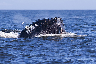 Humpback Whale (Megaptera novaeangliae) adult Whale lunge-feeding on Krill. Monterey, California, Pacific Ocean.