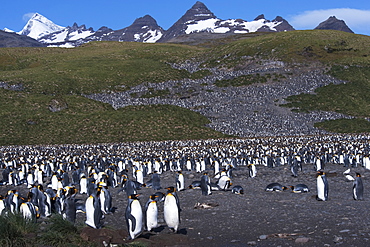 King Penguin (Aptenodytes patagonicus) colony with South Georgia mountains in the background. Salisbury Plain, South Georgia, South Atlantic Ocean. 