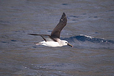 Atlantic Yellow-nosed Albatross (Thalassarche chlororhynchos chlororhynchos) adult bird taking off. Off the Island of Tristan Da Cunha, South Atlantic Ocean.