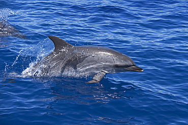 Atlantic Spotted Dolphin (Stenella frontalis) adult porpoising. Azores, Atlantic Ocean. 