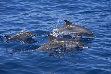 Atlantic Spotted Dolphin (Stenella frontalis) adult animals surfacing. Azores, Atlantic Ocean.