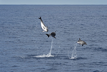 Atlantic Spotted Dolphin (Stenella frontalis) three animals breach simultaneously. Azores, Atlantic Ocean.